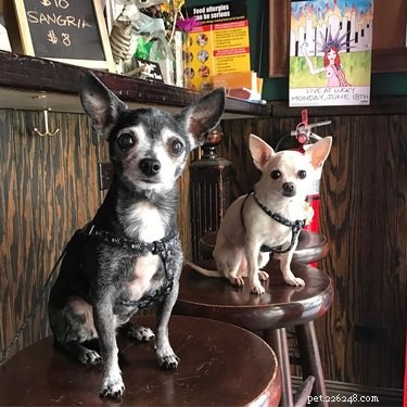112 Creative Alcohol-Themed Dog Names