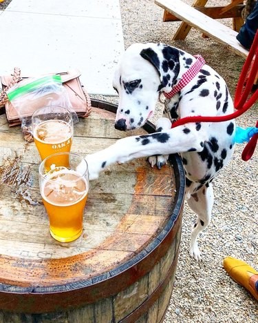 112 Creative Alcohol-Themed Dog Names