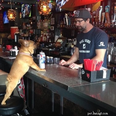 112 Creative Alcohol-Themed Dog Names