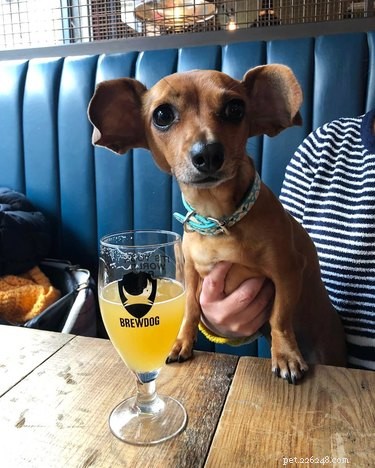 112 Creative Alcohol-Themed Dog Names