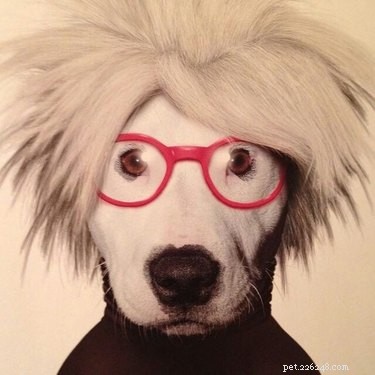 124 Punny Dog Names That’ll Make Your Pup Stand Out