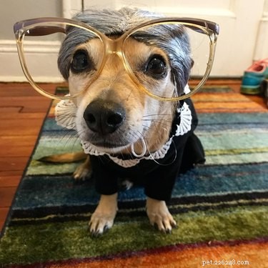 124 Punny Dog Names That’ll Make Your Pup Stand Out