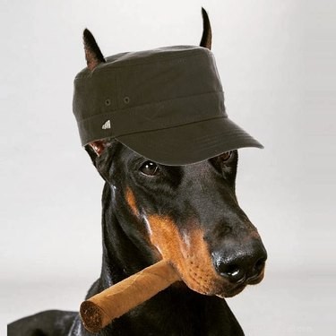 124 Punny Dog Names That’ll Make Your Pup Stand Out
