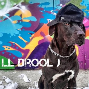 124 Punny Dog Names That’ll Make Your Pup Stand Out