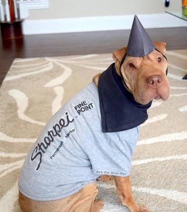 124 Punny Dog Names That’ll Make Your Pup Stand Out