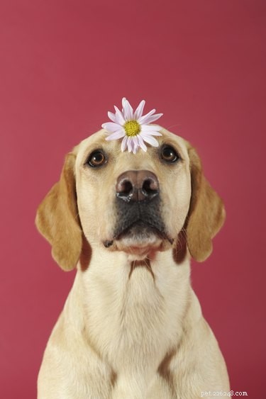 101 Hip & Peaceful Dog Names: Nature, Music & Culture Inspiration