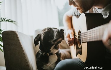 101 Hip & Peaceful Dog Names: Nature, Music & Culture Inspiration
