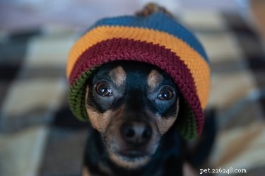 101 Hip & Peaceful Dog Names: Nature, Music & Culture Inspiration