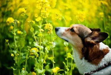 108 Elegant Flower Names for Your Dog – Unisex & Unique