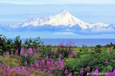 110 Inspiring Alaskan Dog Names: From Cities to Legends