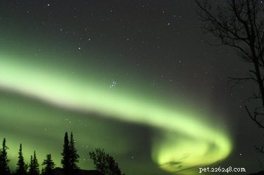 110 Inspiring Alaskan Dog Names: From Cities to Legends