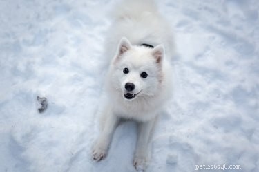 110 Inspiring Alaskan Dog Names: From Cities to Legends