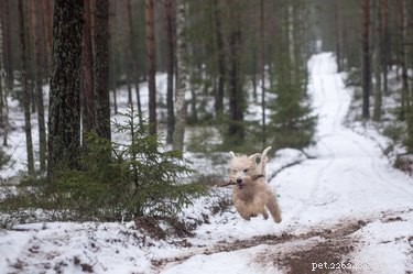 110 Inspiring Alaskan Dog Names: From Cities to Legends