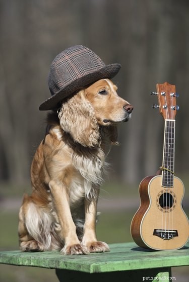 138 Musical Dog Names to Inspire Your Pup’s Identity