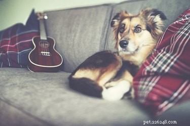 138 Musical Dog Names to Inspire Your Pup’s Identity