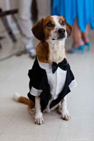 138 Musical Dog Names to Inspire Your Pup’s Identity