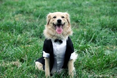 138 Musical Dog Names to Inspire Your Pup’s Identity