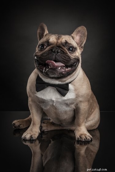 138 Musical Dog Names to Inspire Your Pup’s Identity
