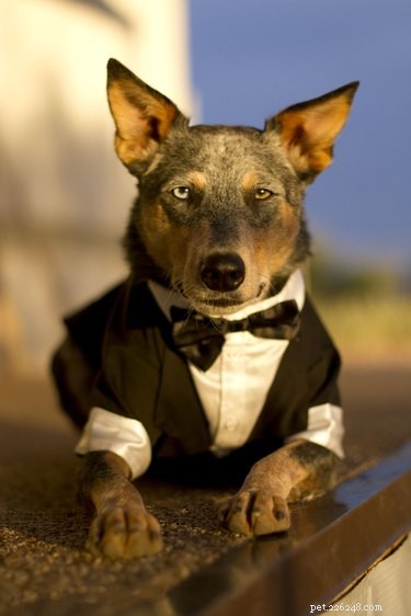 138 Musical Dog Names to Inspire Your Pup’s Identity