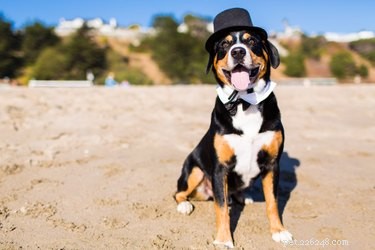 138 Musical Dog Names to Inspire Your Pup’s Identity