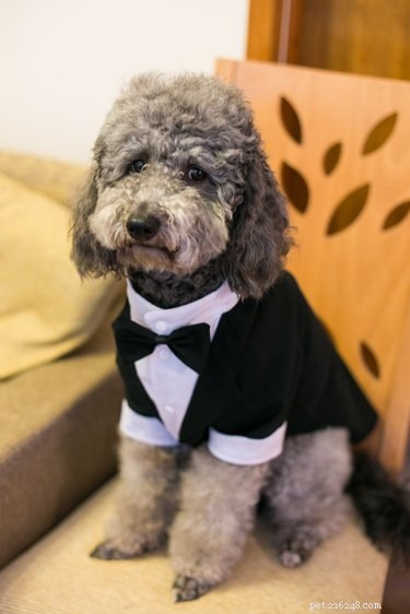 138 Musical Dog Names to Inspire Your Pup’s Identity