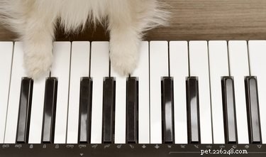 138 Musical Dog Names to Inspire Your Pup’s Identity