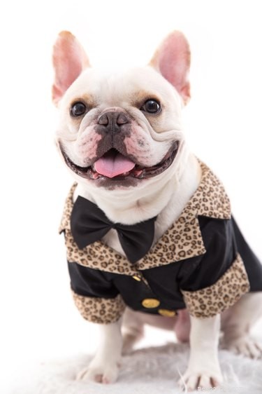138 Musical Dog Names to Inspire Your Pup’s Identity