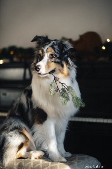 138 Musical Dog Names to Inspire Your Pup’s Identity