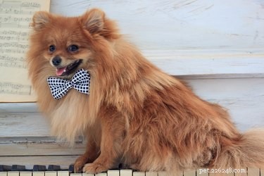 138 Musical Dog Names to Inspire Your Pup’s Identity