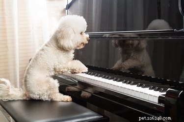 138 Musical Dog Names to Inspire Your Pup’s Identity