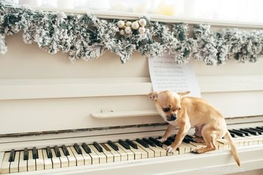 138 Musical Dog Names to Inspire Your Pup’s Identity