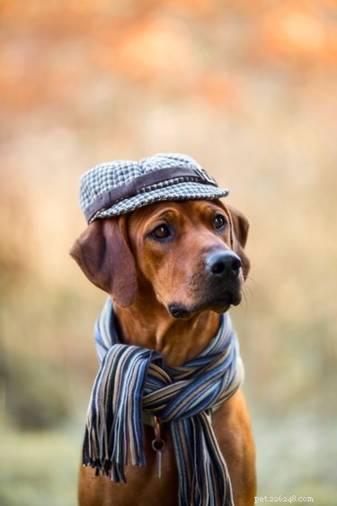111 Great Red Dog Names for Your Furry Friend
