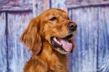111 Great Red Dog Names for Your Furry Friend