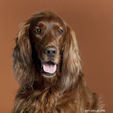 111 Great Red Dog Names for Your Furry Friend