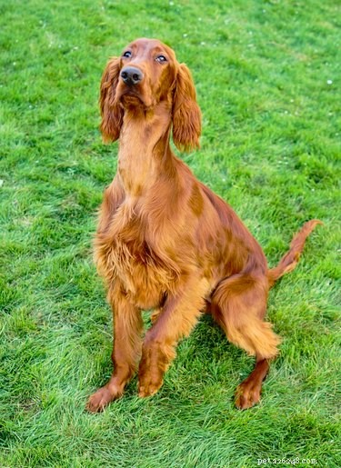 111 Great Red Dog Names for Your Furry Friend
