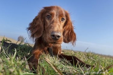111 Great Red Dog Names for Your Furry Friend