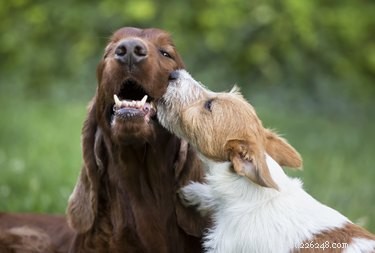 111 Great Red Dog Names for Your Furry Friend