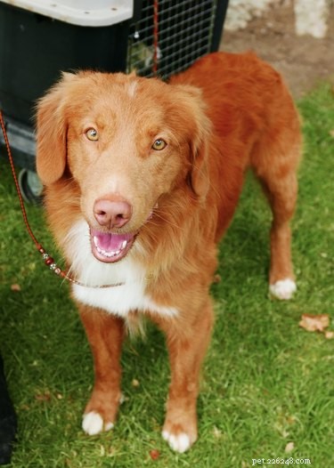 111 Great Red Dog Names for Your Furry Friend