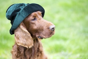 111 Great Red Dog Names for Your Furry Friend