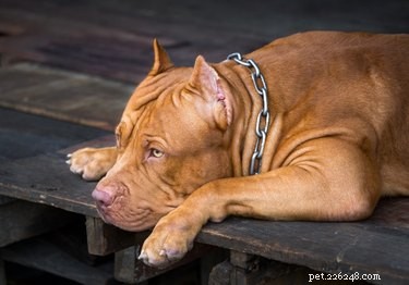 111 Great Red Dog Names for Your Furry Friend