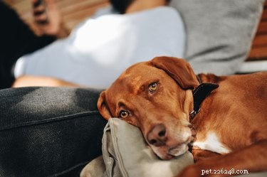 111 Great Red Dog Names for Your Furry Friend