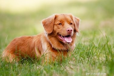 111 Great Red Dog Names for Your Furry Friend