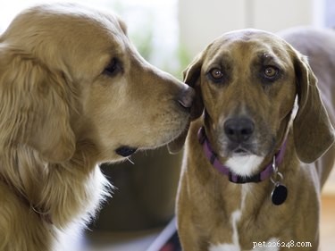 111 Great Red Dog Names for Your Furry Friend