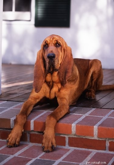 111 Great Red Dog Names for Your Furry Friend