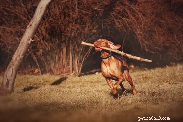111 Great Red Dog Names for Your Furry Friend
