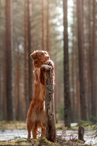 111 Great Red Dog Names for Your Furry Friend