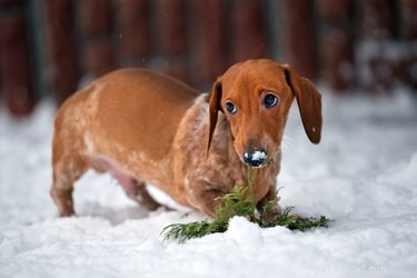 111 Great Red Dog Names for Your Furry Friend