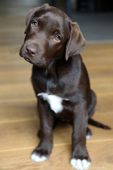 113 Creative Dog Nicknames to Love & Use