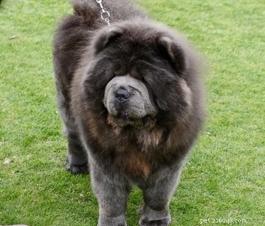 113 Creative Dog Nicknames to Love & Use