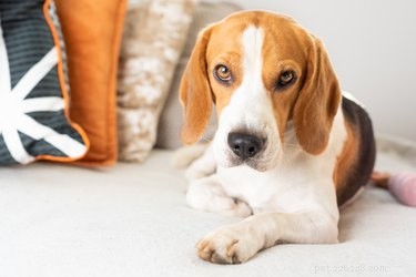 113 Creative Dog Nicknames to Love & Use